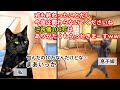 【スカッと猫ミーム】私を毛嫌いし続けた息子嫁に起こった災難！？#猫マニ #猫ミーム