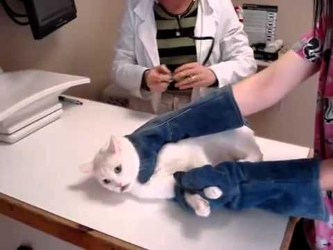 فيديو: لماذا يكره هذا الطبيب البيطري نزع مخالب القطط