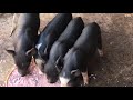 Wow! Piglets are eating