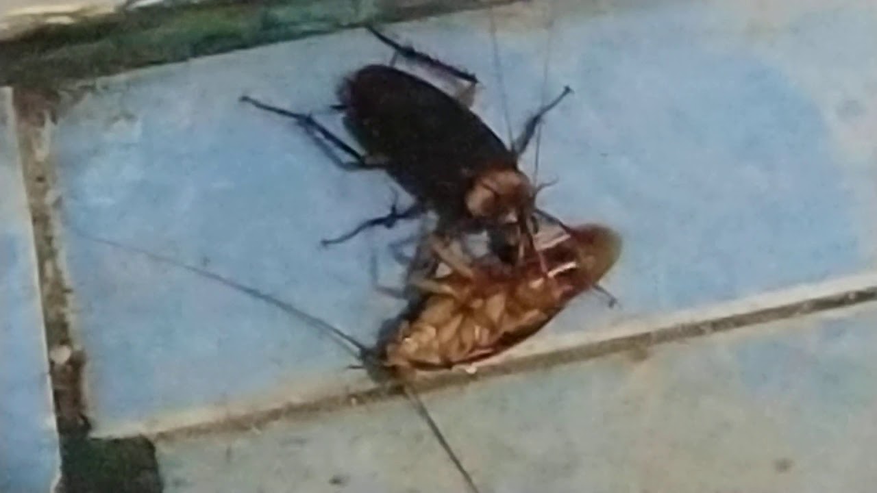 Cannibal Cockroach! Broah of Broaaah:) - YouTube