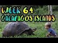 SWIMMING WITH PENGUINS and SEA LIONS in GALAPAGOS!! /// WEEK 64 : Galapagos Islands