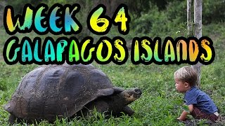 SWIMMING WITH PENGUINS and SEA LIONS in GALAPAGOS!! /// WEEK 64 : Galapagos Islands