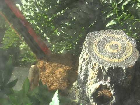 Ball Python feeding