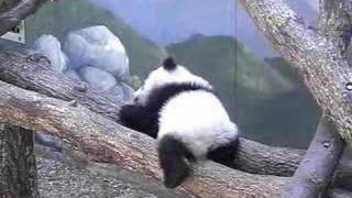 Mei Lan tries to sleep - 27.02.07
