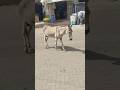 قصة حب بين حمار وحمارة في القرية Love Story Between A Donkey And A Jenny In The Village 