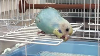 インコだって家から離れたくない日もあるのさ☆There are some days even parakeet doesn’t want to stay away from home