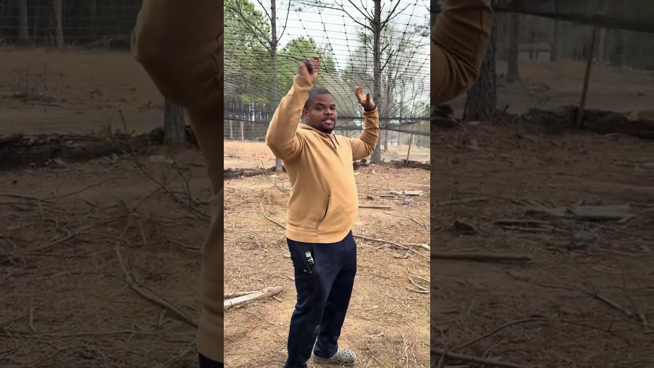 Inside the duck pen — everybody just chillin.