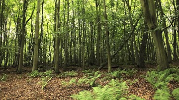 Weald Park Timelapse