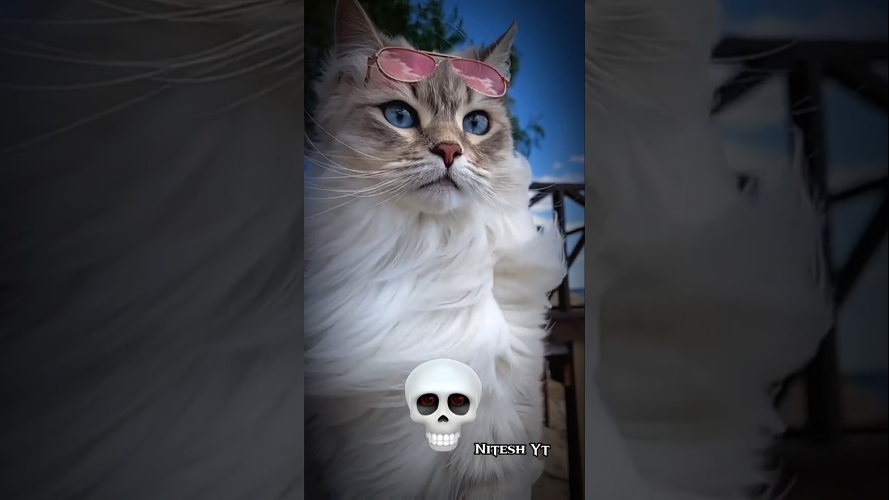 cat's transformation 🤯🤯