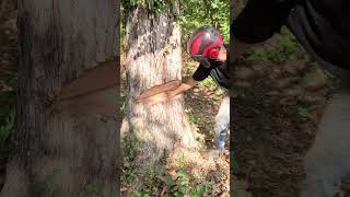 Famous Cutting Down A White Oak Tree With Ms500i #ms500i #woodbutchers #woodtick #notchemandwatchem #allday Wealth