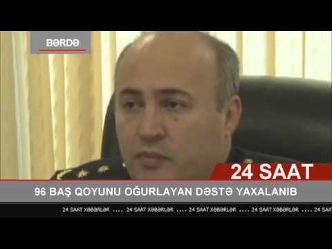 Bərdədə 96 baş qoyunu oğurlayan dəstə yaxalanıb