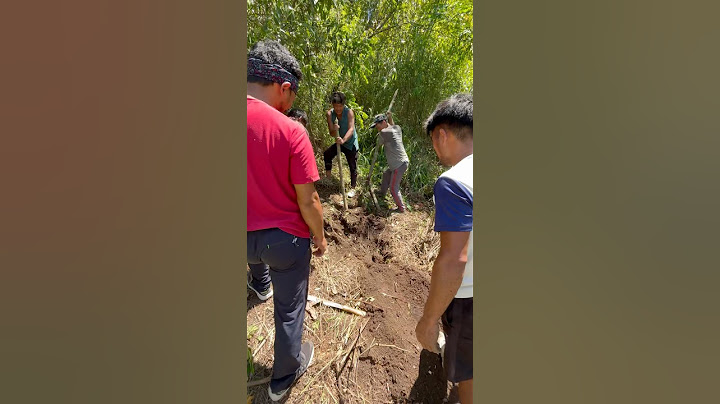 Cavando un agujero gigante para ratas
