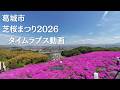 葛城市「芝桜まつり2026」タイムラプス動画