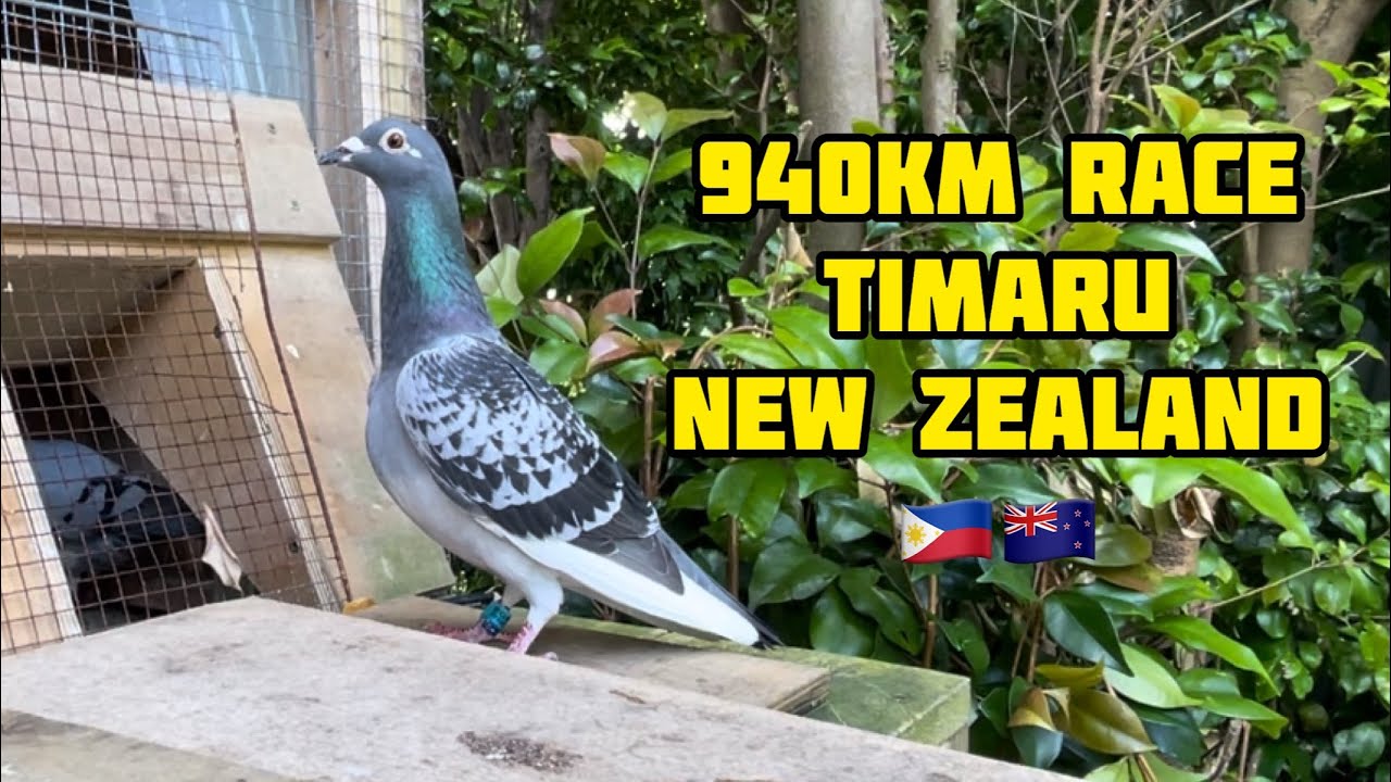 940km RACE TIMARU NEW ZEALAND🇳🇿🇵🇭 MABAGAL PERO UUWI💪💪😱😱#unoloftpigeonracing