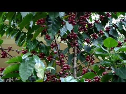 Vídeo: Arbres De Cafè