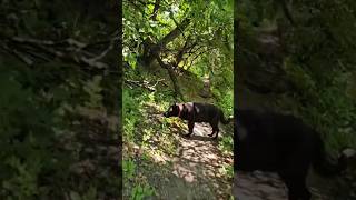Minnehaha Dog Park: A K9 Paradise!