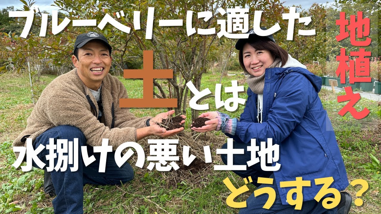 【地植えに適した土】ブルーベリー栽培に適した土とは/水はけの悪い土地はどうやって改善する？