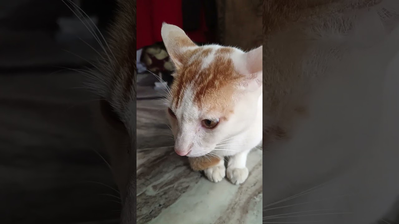 আমাদের রুপসী সোনা চুপ করে বসে আছে @Natual view 69