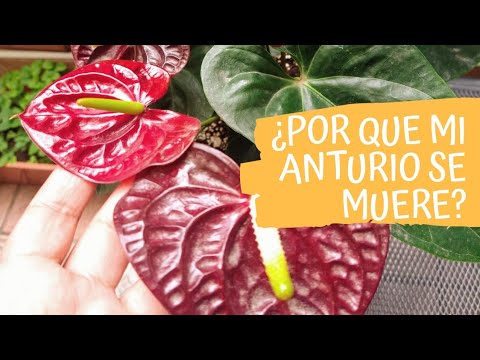 Video: Anthurium caída de la planta - Qué hacer para un Anthurium caído