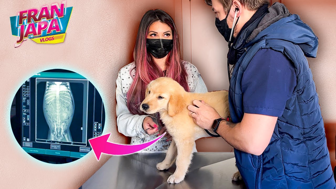 MINHA CACHORRINHA FICOU DOENTE ?! DEU RUIM ! - Fran Japa