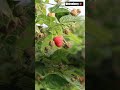 #strawberry #healthyfood #garden #farmingtraditions #freshberries #fruit #farming t#nature #berries