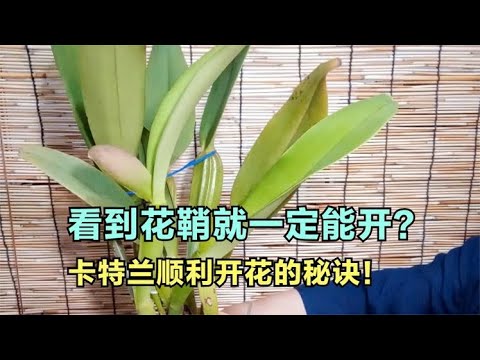 47嘉德丽亞蘭栽培要点分享 长出花鞘 就一定会开花吗 顺利开花的秘密 Youtube 47嘉德丽亞蘭栽培要点分享 长出花鞘 就一定会开花吗 顺利开花的秘密 Youtube