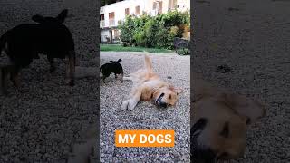 Mis Perros Tienen Mucho Calor | My Dogs Are Very Hot