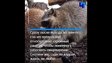 В Московском зоопарке проснулись еноты. Теперь точно