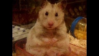 Very DRAMATIC hamster! (Flerynka)