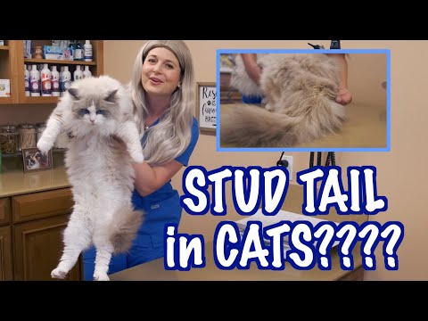 Video: Stud Tail In Cats - Supracaudal Kjertel Hyperplasi Hos Katter