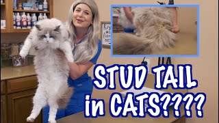 Stud Tail in Male Cats | Veterinary approved