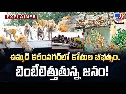 Explainer : ఉమ్మడి కరీంనగర్‌లో కోతుల బీభత్సం.. బెంబేలెత్తుతున్న జనం! | Karimnagar Monkey Problem-TV9 - TV9