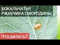 БОКАЛЬЧАТАЯ РЖАВЧИНА СМОРОДИНЫ: биология, вредоносность, лечение