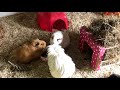 Middle of video