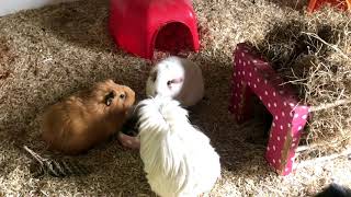 Guinea Pig Updates | New Piggie Adoption Story