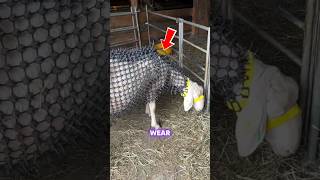 Why is the goat wearing body armor?