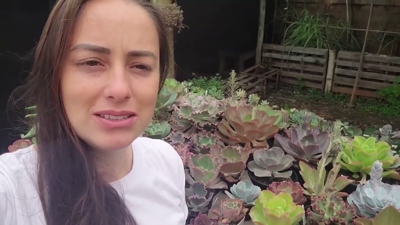 Apresentação da minha coleção de suculentas