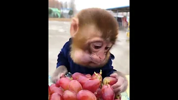 Little Guy Munches On Big Balls 