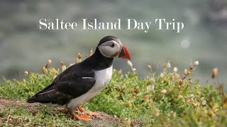 The Great Saltee Island Day Trip