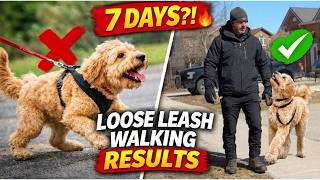 7 Day Dog Training 🔥 Loose Leash Walking Results