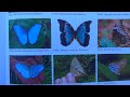 A Guide To The Butterflies Of The Serra Dos Orgaos South Eastern Brazil Jorge Bizarro Et Al 