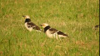 1071112濕地黑領椋鳥-2