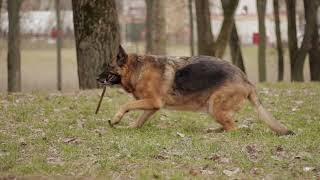 Teaching Your German Shepherd to Roll Over A Step by Step Guide