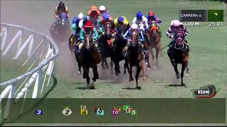 Vidéo de la course PMU PREMIO CALANDRE