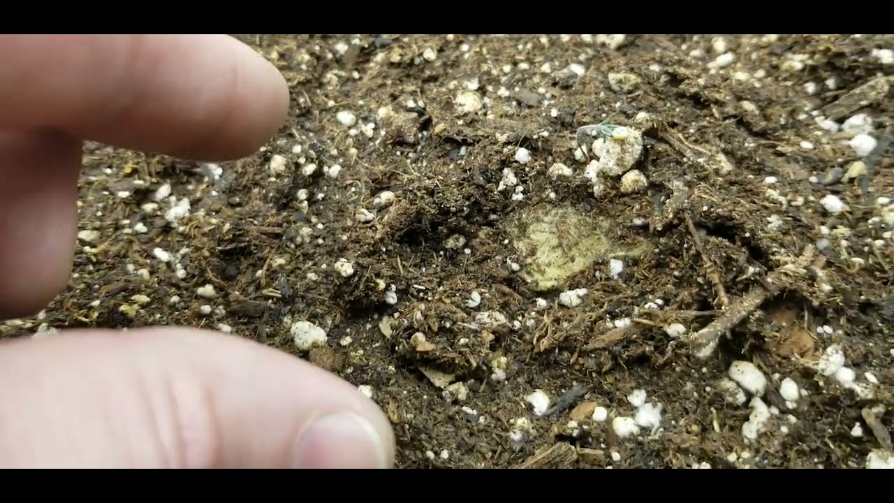 Dutch Passion Critical Orange Punch day 3