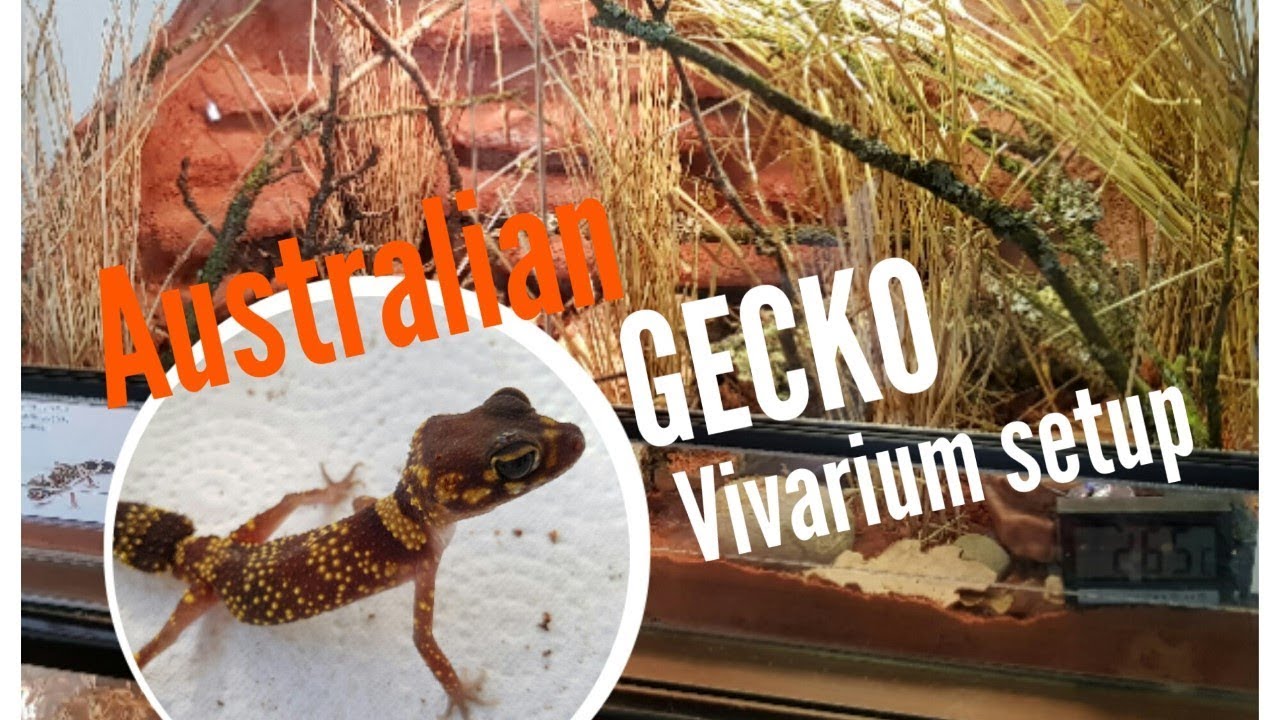 Natural Vivarium Setup  |  UNDERWOODISAURUS MILII