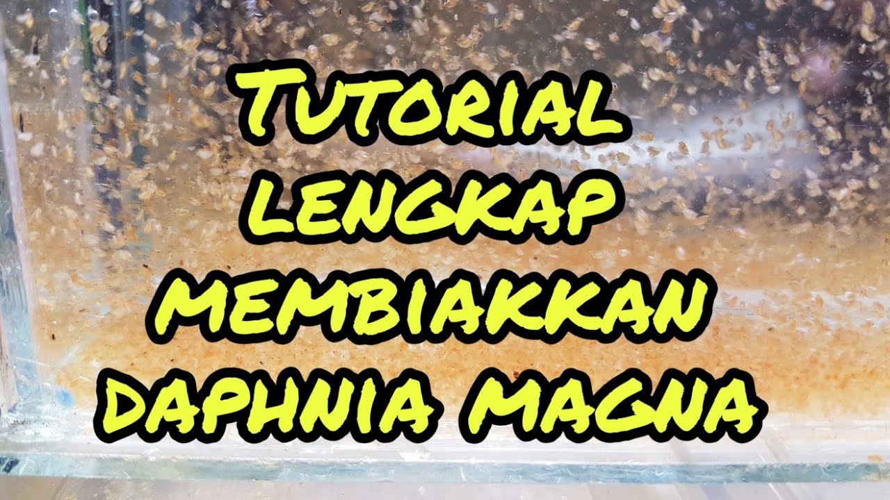 Panduan lengkap membiakkan dahpnia magna
