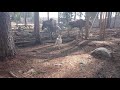 Norsk Buhund ( norwegian buhund) Trissa meet Moose  2019 の動画、YouTube動画。