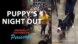 Puppy's Night Out on Periscope