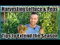 Harvesting Lettuce and Peas to Extend the Season